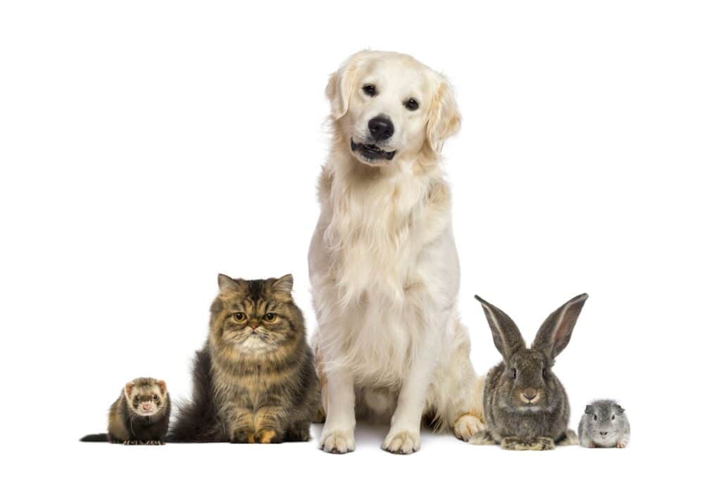 Membership savings and benefits for your pets